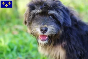 Mehr über den Artikel erfahren Cão da Serra de Aires Züchter und Welpen in Île-de-France