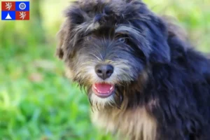 Mehr über den Artikel erfahren Cão da Serra de Aires Züchter und Welpen in Liberec