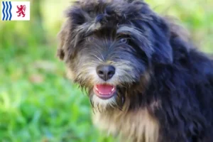 Mehr über den Artikel erfahren Cão da Serra de Aires Züchter und Welpen in Nouvelle-Aquitaine