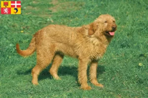 Mehr über den Artikel erfahren Griffon Fauve de Bretagne Züchter und Welpen in Auvergne-Rhône-Alpes