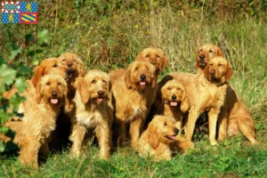 Mehr über den Artikel erfahren Griffon Fauve de Bretagne Züchter und Welpen in Bourgogne-Franche-Comté