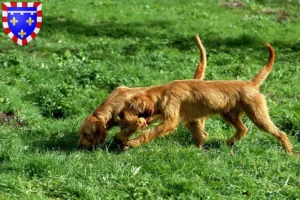 Mehr über den Artikel erfahren Griffon Fauve de Bretagne Züchter und Welpen in Centre-Val de Loire