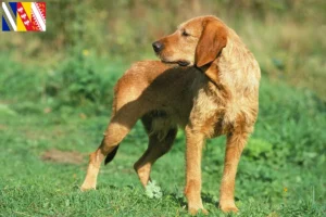 Mehr über den Artikel erfahren Griffon Fauve de Bretagne Züchter und Welpen in Grand Est