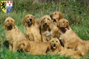 Mehr über den Artikel erfahren Griffon Fauve de Bretagne Züchter und Welpen in Hauts-de-France