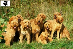 Mehr über den Artikel erfahren Griffon Fauve de Bretagne Züchter und Welpen auf Korsika