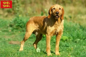 Mehr über den Artikel erfahren Griffon Fauve de Bretagne Züchter und Welpen in der Normandie