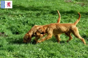 Mehr über den Artikel erfahren Griffon Fauve de Bretagne Züchter und Welpen in Nouvelle-Aquitaine