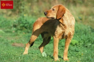 Mehr über den Artikel erfahren Griffon Fauve de Bretagne Züchter und Welpen in Okzitanien