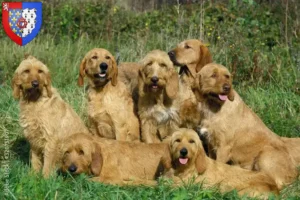 Mehr über den Artikel erfahren Griffon Fauve de Bretagne Züchter und Welpen in Pays de la Loire