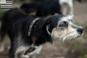 Mehr über den Artikel erfahren Griffon Nivernais Züchter und Welpen in der Bretagne