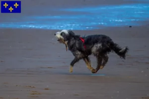 Mehr über den Artikel erfahren Griffon Nivernais Züchter und Welpen in Île-de-France