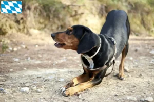 Mehr über den Artikel erfahren Hellinikos Ichnilatis Züchter und Welpen in Bayern