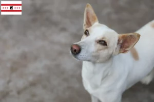 Mehr über den Artikel erfahren Indian pariah dog Züchter und Welpen in Drenthe