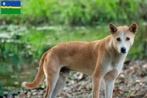 Mehr über den Artikel erfahren Indian pariah dog Züchter und Welpen in Flevoland