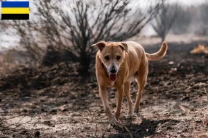 Mehr über den Artikel erfahren Indian pariah dog Züchter und Welpen in Gelderland