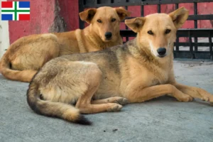 Mehr über den Artikel erfahren Indian pariah dog Züchter und Welpen in Groningen