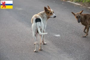 Mehr über den Artikel erfahren Indian pariah dog Züchter und Welpen in Limburg