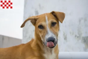 Mehr über den Artikel erfahren Indian pariah dog Züchter und Welpen in Nordbrabant