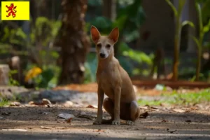 Mehr über den Artikel erfahren Indian pariah dog Züchter und Welpen in Südholland