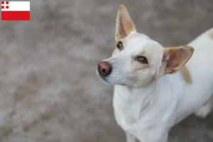 Mehr über den Artikel erfahren Indian pariah dog Züchter und Welpen in Utrecht