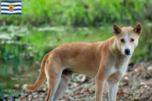 Mehr über den Artikel erfahren Indian pariah dog Züchter und Welpen in Zeeland