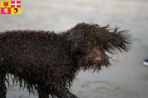 Mehr über den Artikel erfahren Irish Water Spaniel Züchter und Welpen in Auvergne-Rhône-Alpes