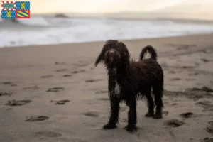 Mehr über den Artikel erfahren Irish Water Spaniel Züchter und Welpen in Bourgogne-Franche-Comté