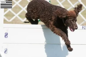 Mehr über den Artikel erfahren Irish Water Spaniel Züchter und Welpen in der Bretagne