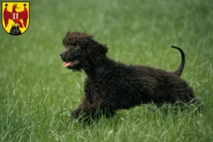 Mehr über den Artikel erfahren Irish Water Spaniel Züchter und Welpen im Burgenland