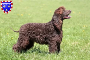 Mehr über den Artikel erfahren Irish Water Spaniel Züchter und Welpen in Centre-Val de Loire