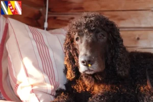 Mehr über den Artikel erfahren Irish Water Spaniel Züchter und Welpen in Grand Est