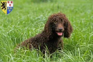 Mehr über den Artikel erfahren Irish Water Spaniel Züchter und Welpen in Hauts-de-France