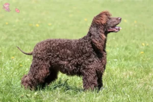 Mehr über den Artikel erfahren Irish Water Spaniel Züchter und Welpen in Hovedstaden