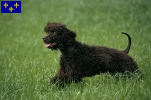 Mehr über den Artikel erfahren Irish Water Spaniel Züchter und Welpen in Île-de-France