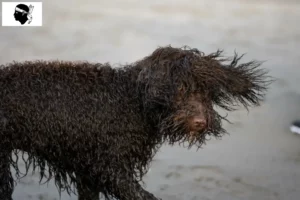 Mehr über den Artikel erfahren Irish Water Spaniel Züchter und Welpen auf Korsika