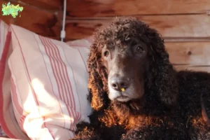 Mehr über den Artikel erfahren Irish Water Spaniel Züchter und Welpen in Midtjylland