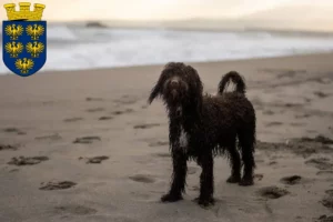 Mehr über den Artikel erfahren Irish Water Spaniel Züchter und Welpen in Niederösterreich