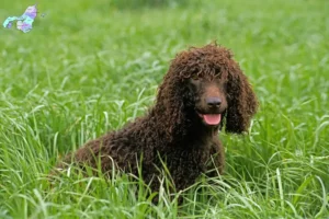 Mehr über den Artikel erfahren Irish Water Spaniel Züchter und Welpen in Nordjylland