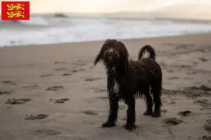 Mehr über den Artikel erfahren Irish Water Spaniel Züchter und Welpen in der Normandie