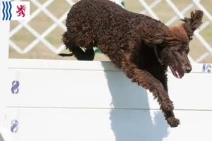 Mehr über den Artikel erfahren Irish Water Spaniel Züchter und Welpen in Nouvelle-Aquitaine