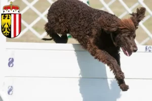 Mehr über den Artikel erfahren Irish Water Spaniel Züchter und Welpen in Oberösterreich