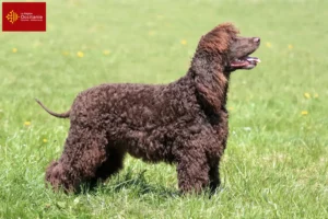 Mehr über den Artikel erfahren Irish Water Spaniel Züchter und Welpen in Okzitanien