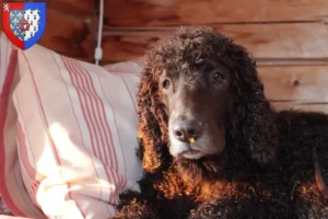 Mehr über den Artikel erfahren Irish Water Spaniel Züchter und Welpen in Pays de la Loire