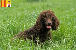 Mehr über den Artikel erfahren Irish Water Spaniel Züchter und Welpen in der Provence-Alpes-Côte d’Azur