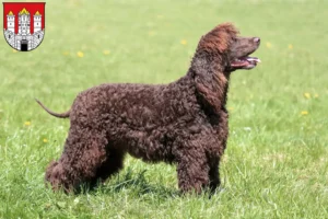 Mehr über den Artikel erfahren Irish Water Spaniel Züchter und Welpen in Salzburg