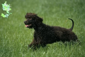 Mehr über den Artikel erfahren Irish Water Spaniel Züchter und Welpen in Sjælland