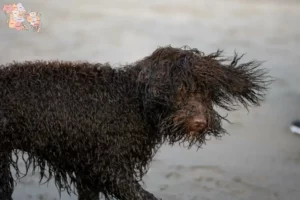 Mehr über den Artikel erfahren Irish Water Spaniel Züchter und Welpen in Syddanmark