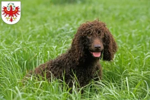 Mehr über den Artikel erfahren Irish Water Spaniel Züchter und Welpen in Tirol