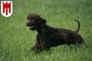 Mehr über den Artikel erfahren Irish Water Spaniel Züchter und Welpen in Vorarlberg