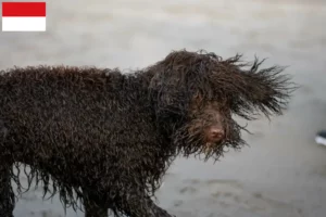 Mehr über den Artikel erfahren Irish Water Spaniel Züchter und Welpen in Wien